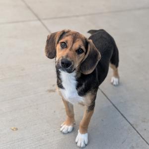 a beagle dog standing on a concrete surface