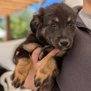 Fuzzy, Mixed Breed (Medium), puppy, available for adoption