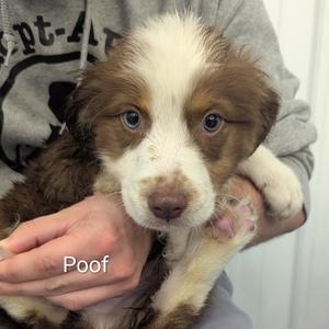 Poof, Mixed Breed (Medium), puppy, available for adoption