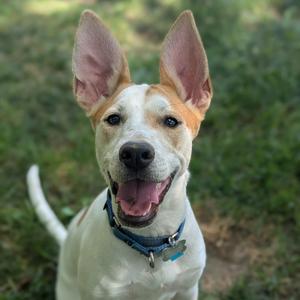 A happy white and tan dog with large ears and a blue collar, sitting on grass.