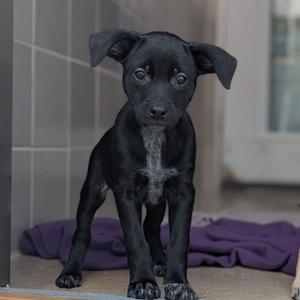 black puppy standing on a purple blanket