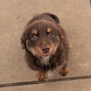 A close-up of a brown puppy with large, expressive eyes looking up at the camera. The puppy has a fluffy coat with lighter brown markings around its face and chest. It is standing on a concrete surface.