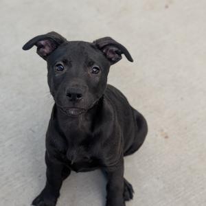 Licorice, Retriever, Black Labrador, puppy, available for adoption