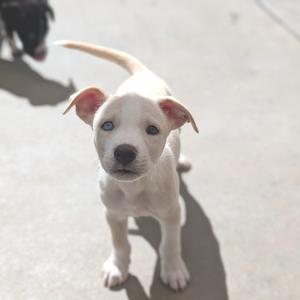 a white puppy with blue eyes standing on a concrete surface