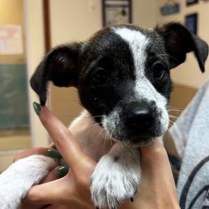 Cedar, Terrier, puppy, available for adoption