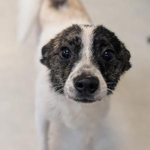 A close-up of a dog with a black and white face, looking directly at the camera.