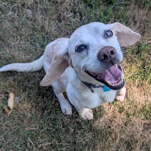 A happy white dog with floppy ears and a blue collar is lying on the grass, looking up with its mouth open and tongue out.