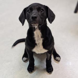Queen Latifah, Beagle, puppy, available for adoption