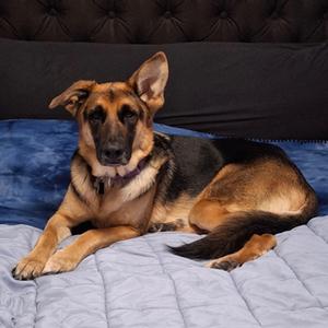 Rex (aka Licorice), Shepherd, German, adult, available for adoption