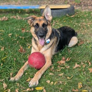 A German Shepherd dog lying on grass with a red ball, wearing a blue collar.