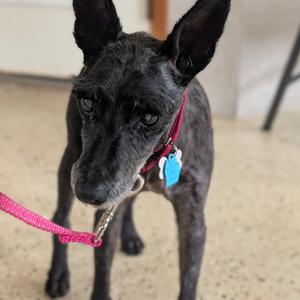 Scotty, Terrier, senior, available for adoption