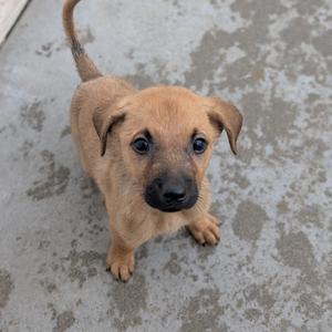 a small brown puppy standing on a concrete surface