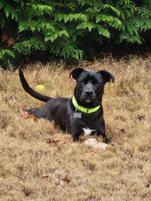 Jaskier IN FOSTER, Mixed Breed, young, available for adoption