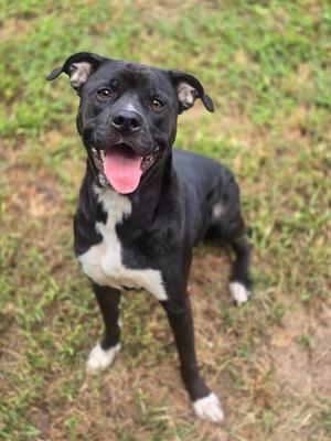 A black and white dog with a happy expression, standing on grass.