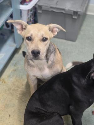 Casey, Mixed Breed, puppy, available for adoption