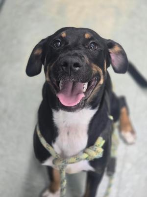 Jolene, Mixed Breed, puppy, available for adoption