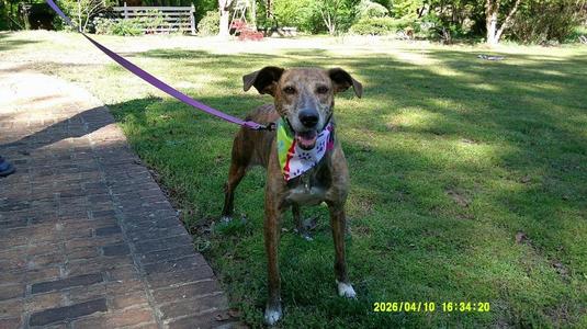 Lady Ann IN FOSTER, Mountain Cur / Mixed Breed, adult, available for adoption