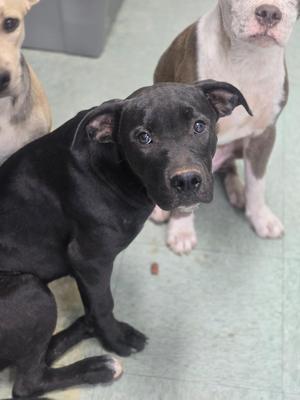 Chrissy, Mixed Breed, puppy, available for adoption