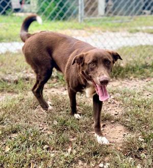 Boone, Labrador Retriever / Mixed Breed, young, available for adoption
