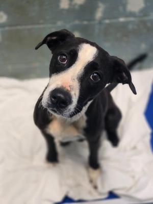 Abby IN FOSTER, Mixed Breed, adult, available for adoption