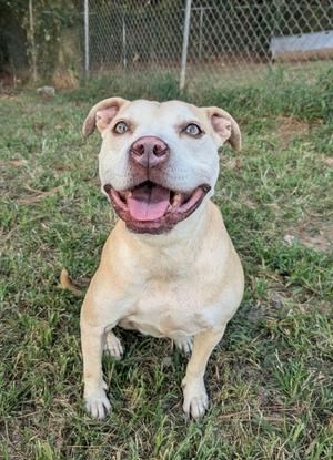 A light-colored dog with a happy expression, sitting on grass in front of a chain-link fence.