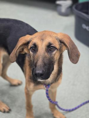 Fern, Hound / Mixed Breed, puppy, available for adoption