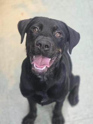 Loretta, Mixed Breed, puppy, available for adoption