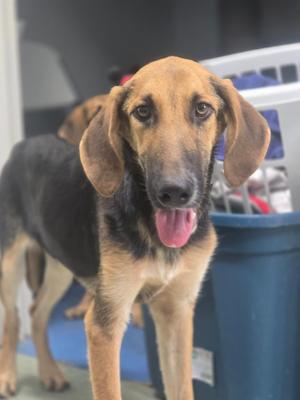 Dan, Hound / Mixed Breed, puppy, available for adoption