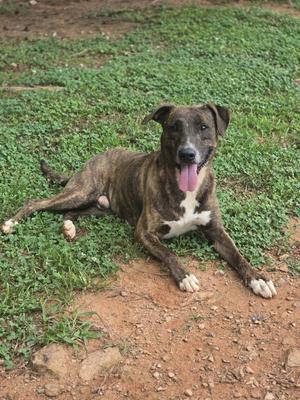 A brindle dog with a white chest and paws lying on a patch of grass and dirt, panting with its tongue out.