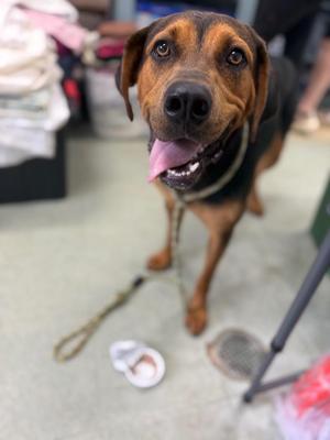 Dolly, Mixed Breed, young, available for adoption