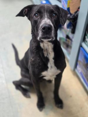 Emeril, German Shorthaired Pointer, senior, available for adoption