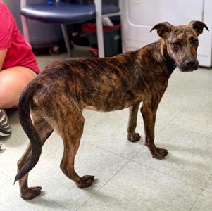 Kiara, Black Mouth Cur / Mixed Breed, puppy, available for adoption