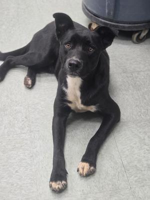 Joey, Labrador Retriever, young, available for adoption