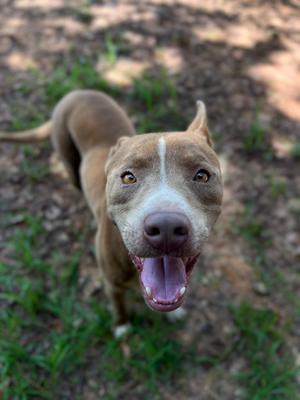 A brown dog with a white stripe on its face is looking up at the camera with its mouth open and tongue out. The dog is standing on a grassy area with some dirt and leaves around it.