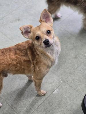 A small brown dog with large ears standing on a tiled floor.