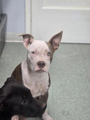 Two dogs, one with a white and brown coat and the other black, standing on a tiled floor.
