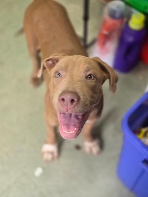 A brown dog with floppy ears and a pink nose is looking up at the camera with its mouth open, showing its teeth. The dog appears to be in a room with various objects in the background, including a blue container and some bottles.