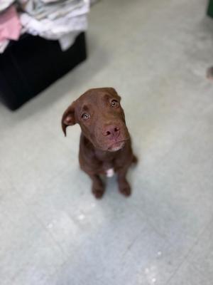 Kenny, Labrador Retriever / Mixed Breed, puppy, available for adoption