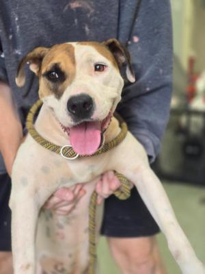 Cookie, Mixed Breed, young, available for adoption