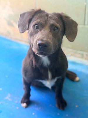 Hank, Terrier, young, available for adoption