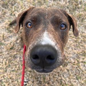 Coffee, Terrier, adult, available for adoption