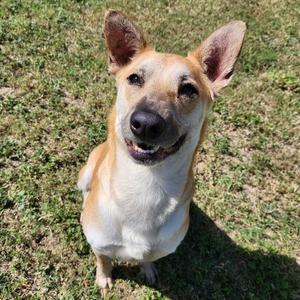 Donner, Shiba Inu, adult, available for adoption