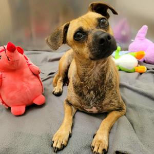 Danni, Chihuahua, adult, available for adoption
