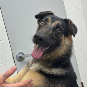 Caesar, Shepherd, young, available for adoption