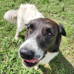 Bucc, Saint Bernard, adult, available for adoption