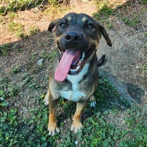 Braxton, Shepherd, young, available for adoption