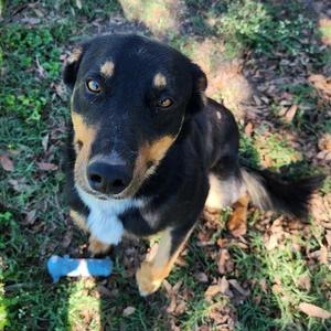 Bucky, Shepherd, adult, available for adoption