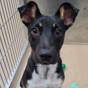 Chip, Terrier, available for adoption