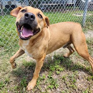 Caleb, Terrier, adult, available for adoption