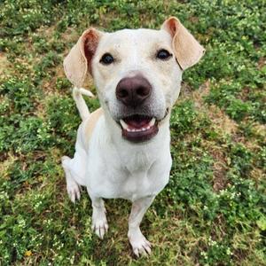 Atlas (Russel), Retriever, Labrador, young, available for adoption